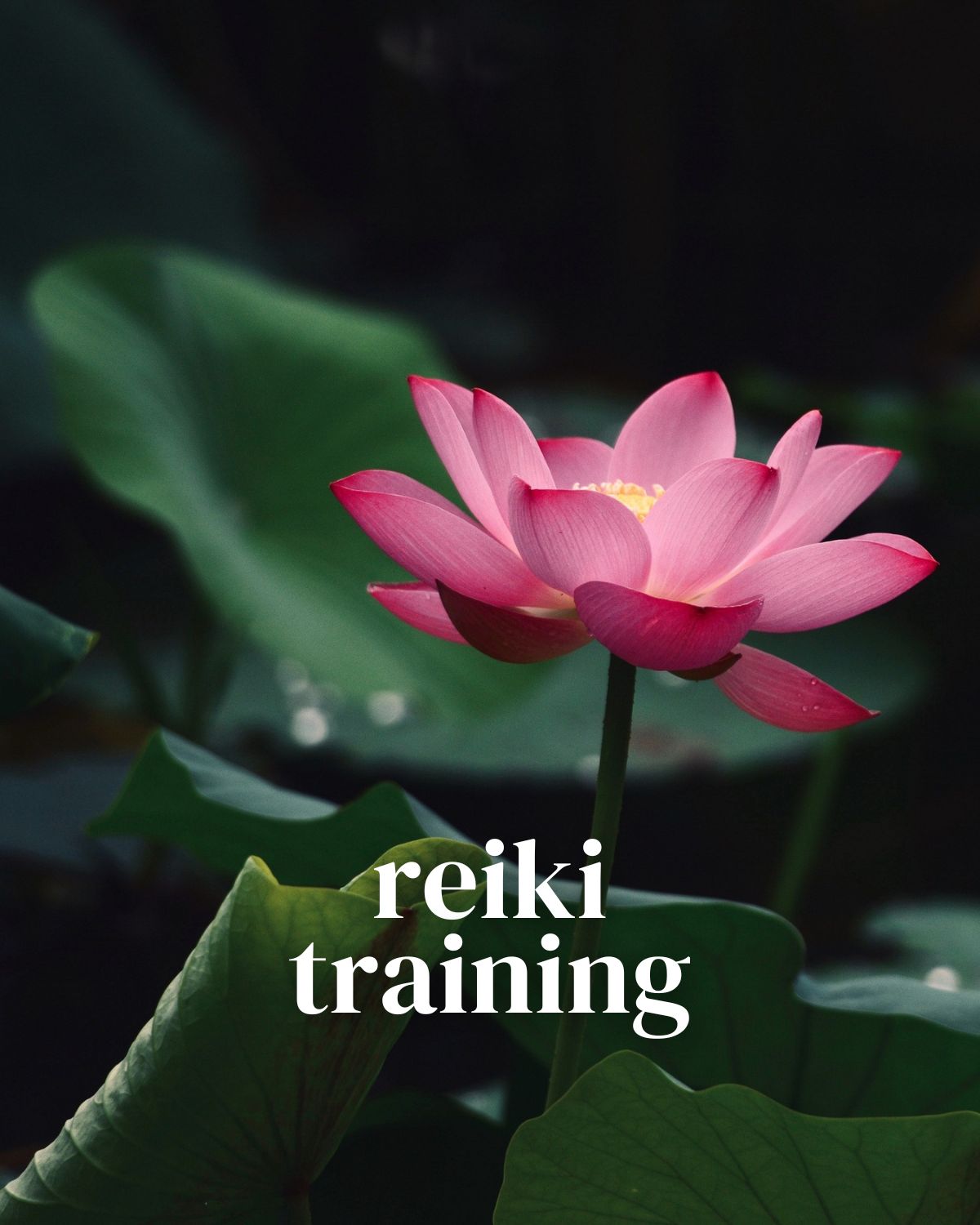 Reiki Trainings