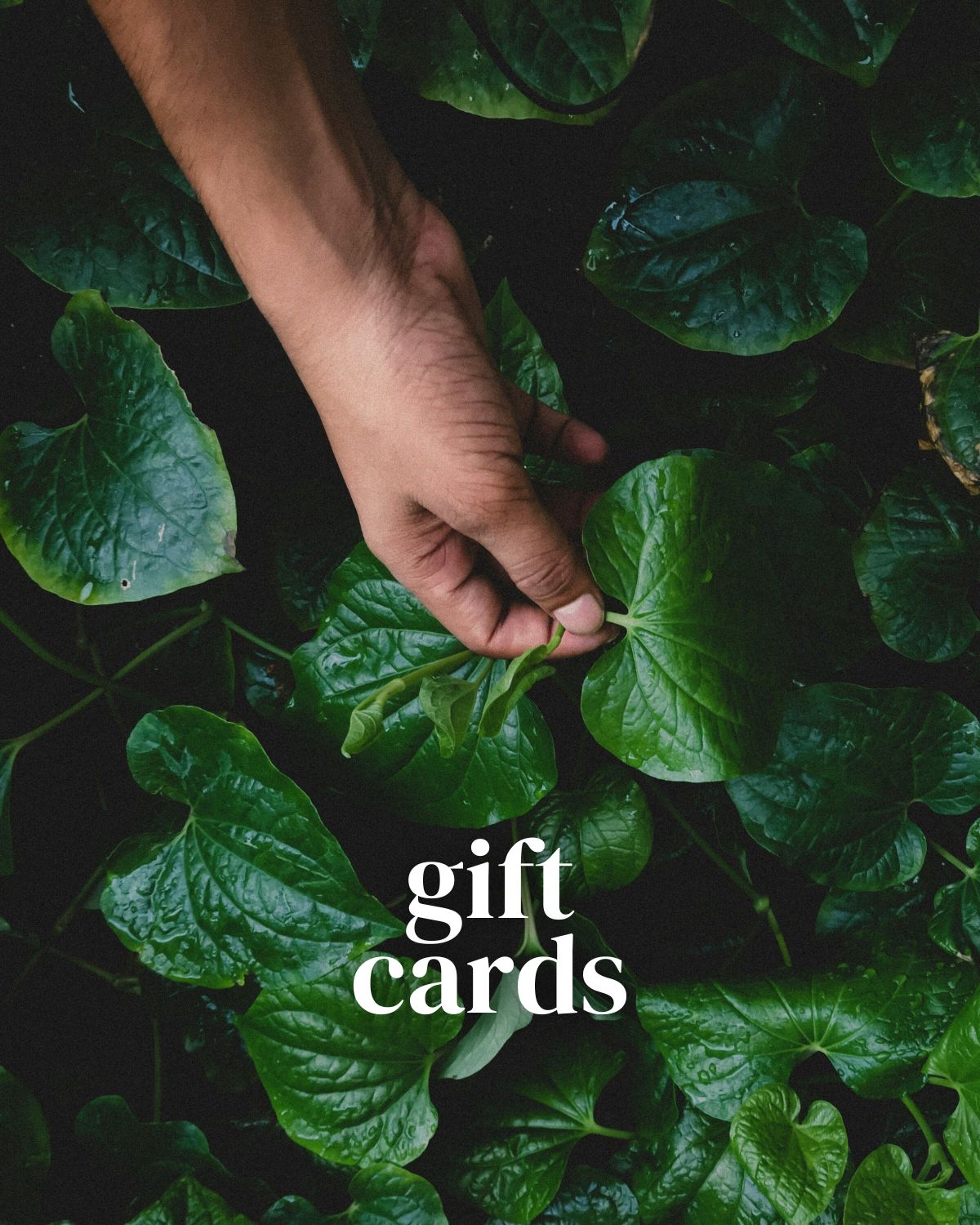 Energy Healing Gift Card